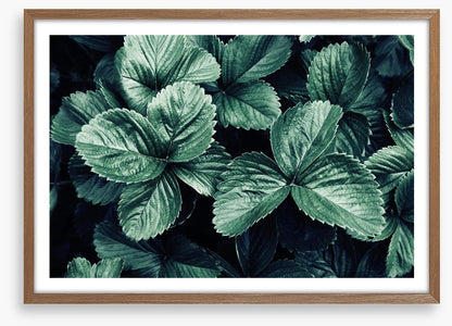 Leaves