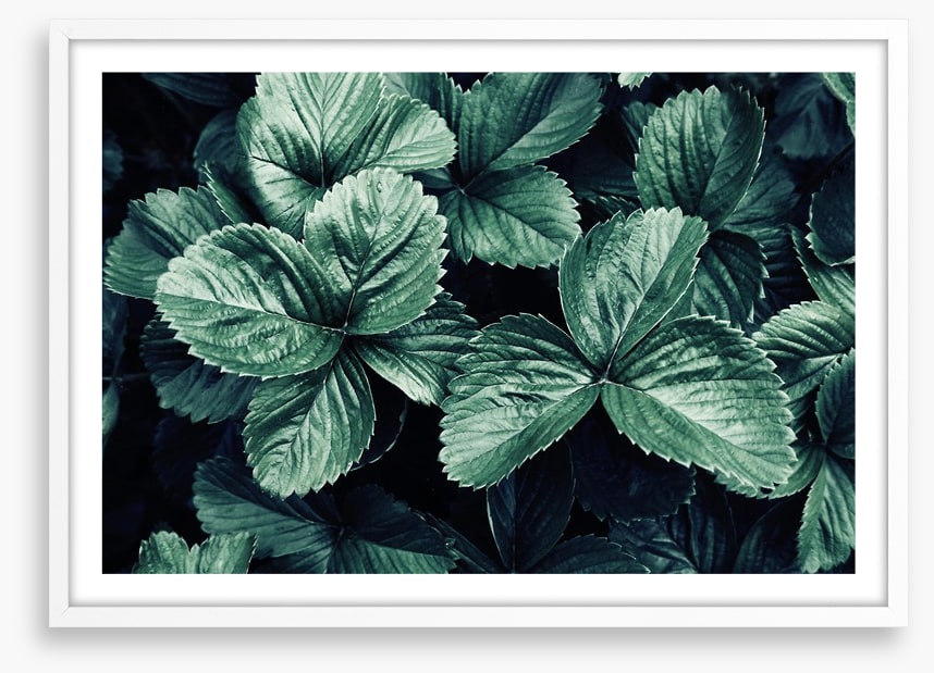 Leaves