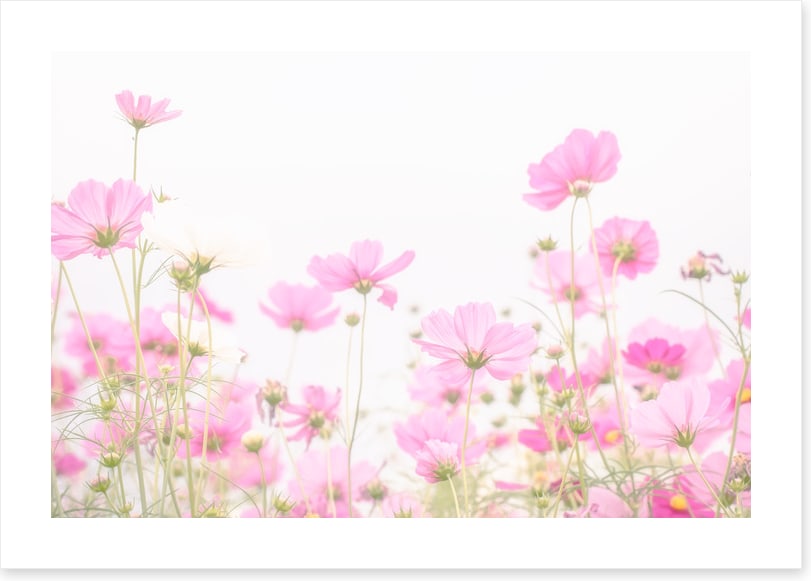 Pretty pink cosmos