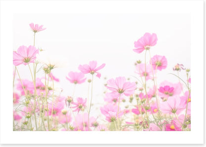 Pretty pink cosmos