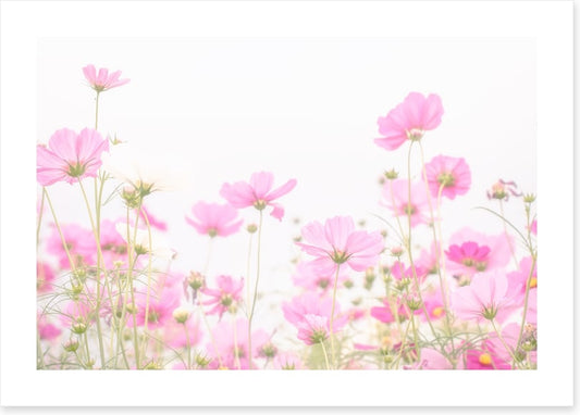 Pretty pink cosmos
