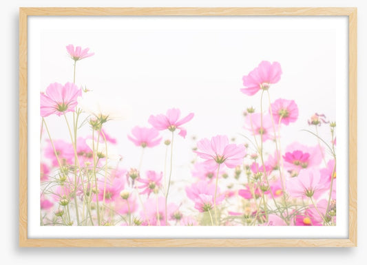 Pretty pink cosmos