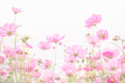 Pretty pink cosmos
