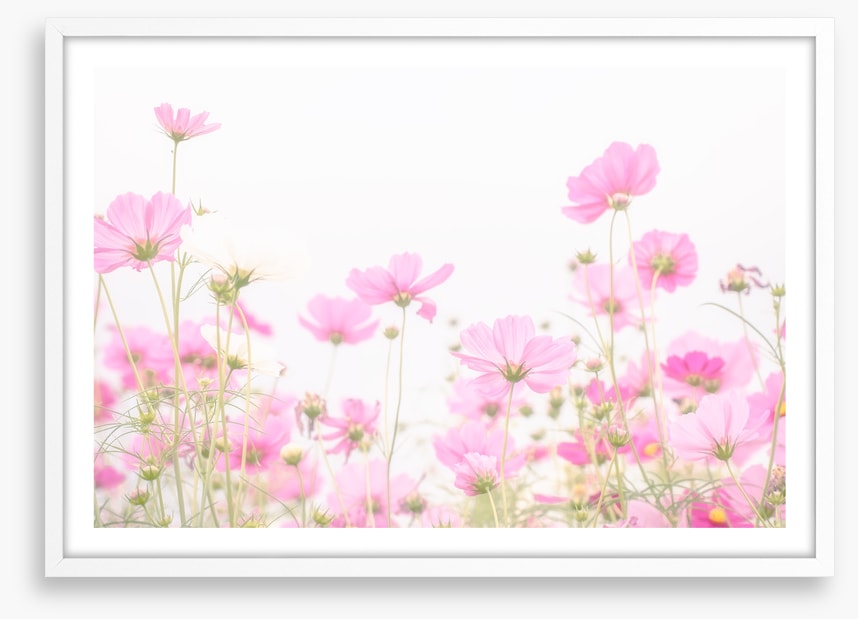 Pretty pink cosmos