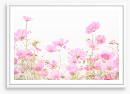 Pretty pink cosmos