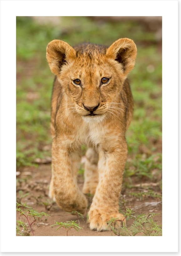 Little lioness