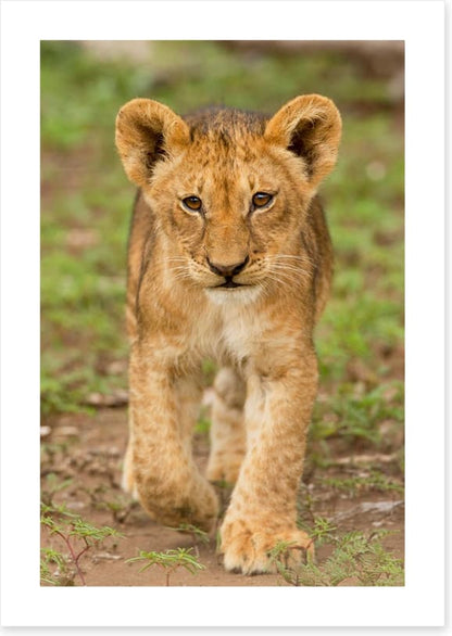 Little lioness