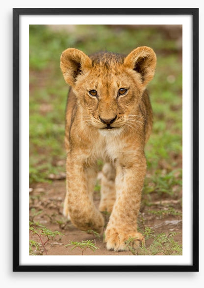 Little lioness