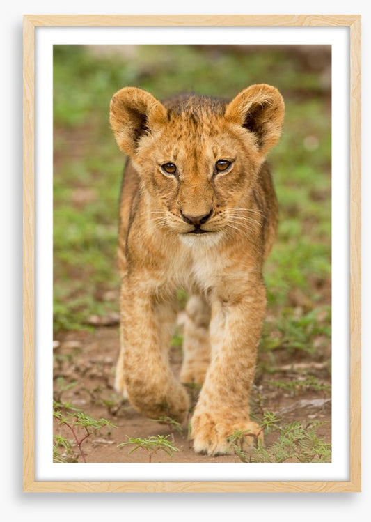 Little lioness