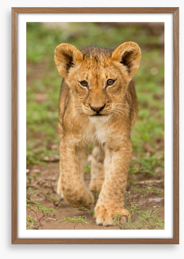Little lioness