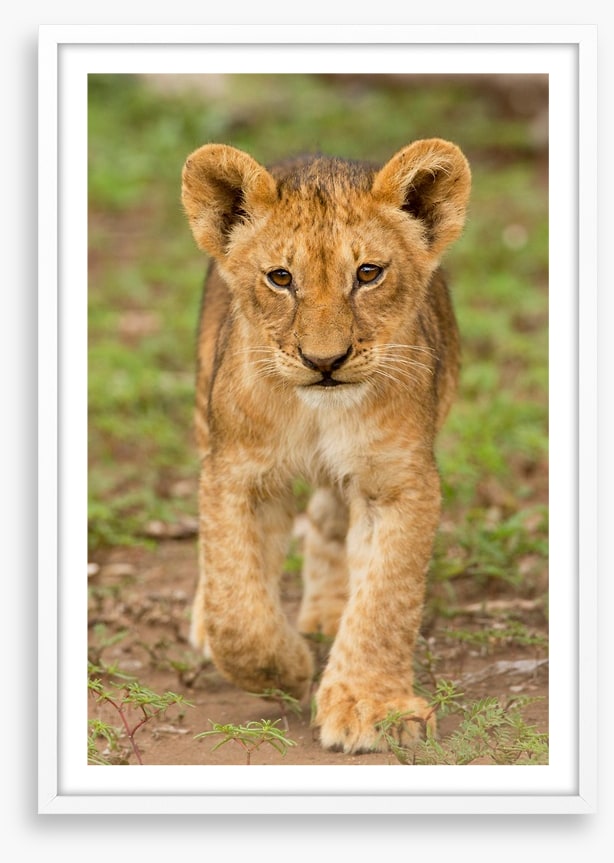 Little lioness