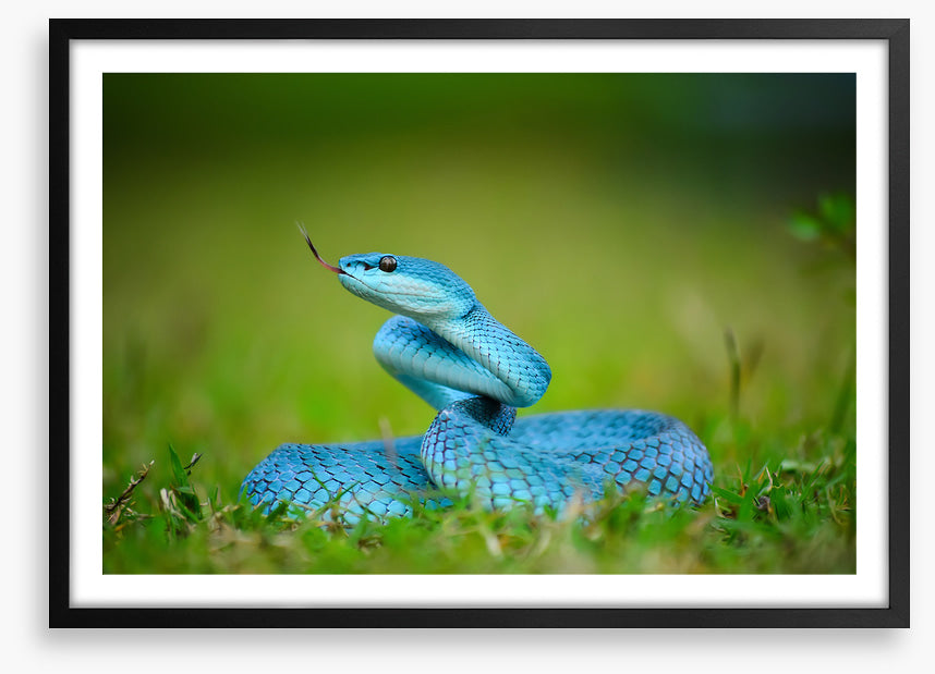 Reptiles