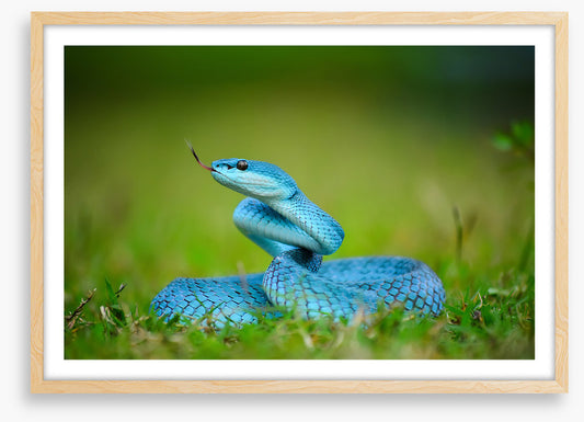 Reptiles
