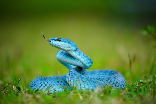 Reptiles