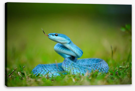 Reptiles