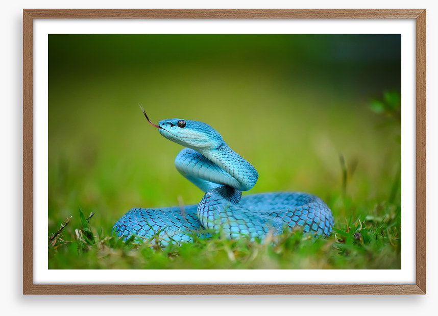 Reptiles
