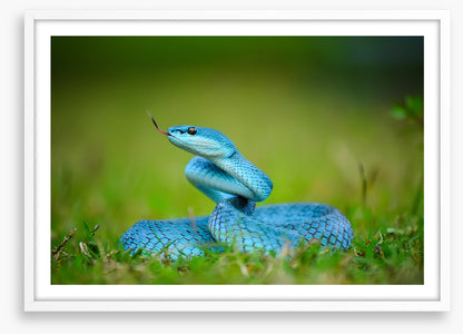 Reptiles