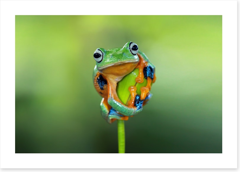 Reptiles