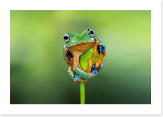 Reptiles