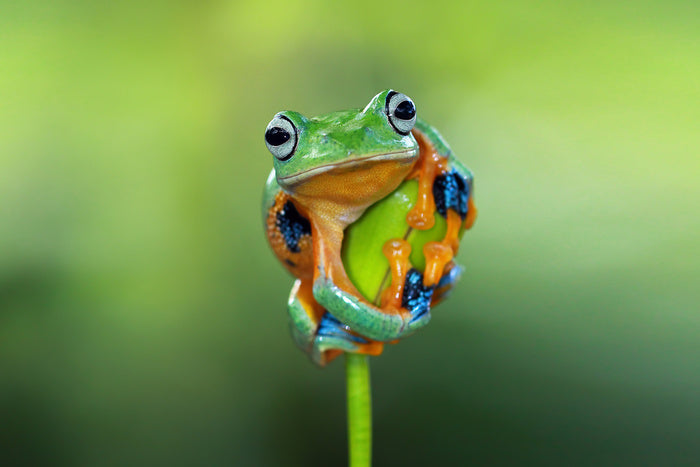 Reptiles