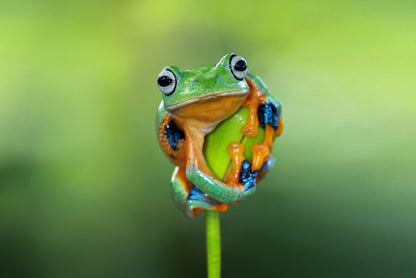 Reptiles