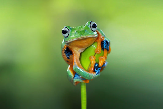 Reptiles