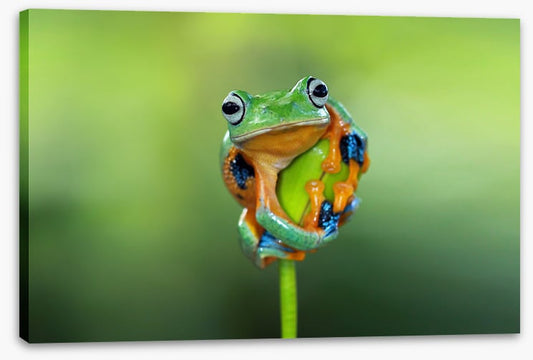 Reptiles