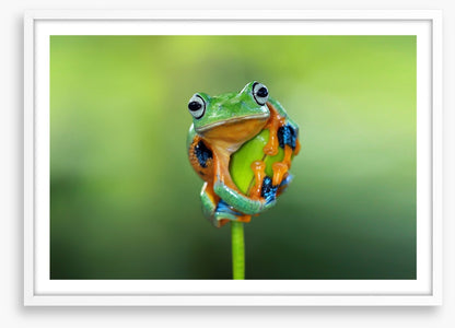 Reptiles
