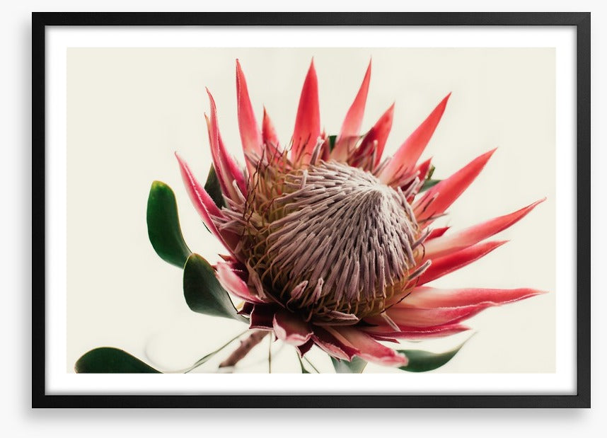 Pink king protea