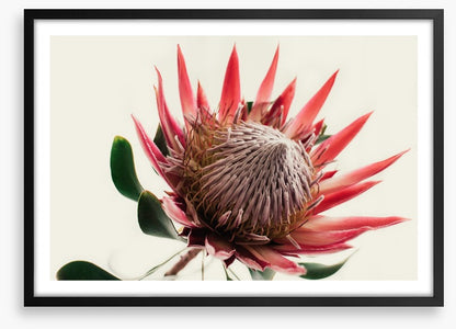 Pink king protea