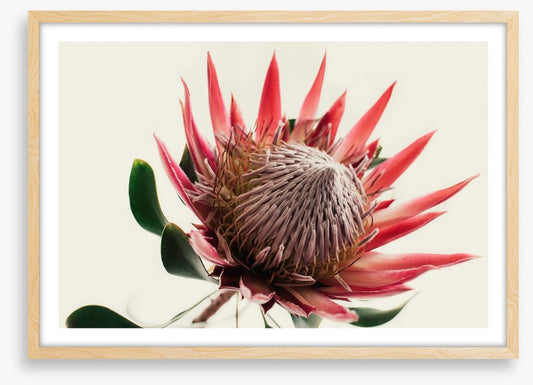 Pink king protea
