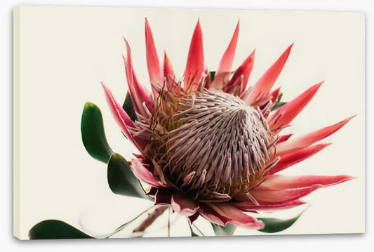 Pink king protea