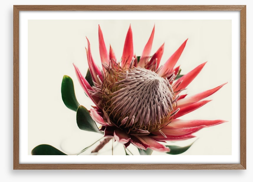 Pink king protea