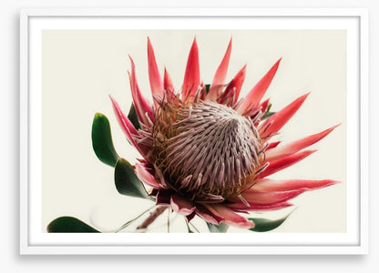 Pink king protea