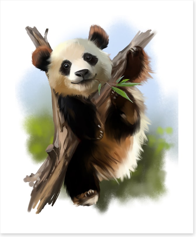 Little giant panda