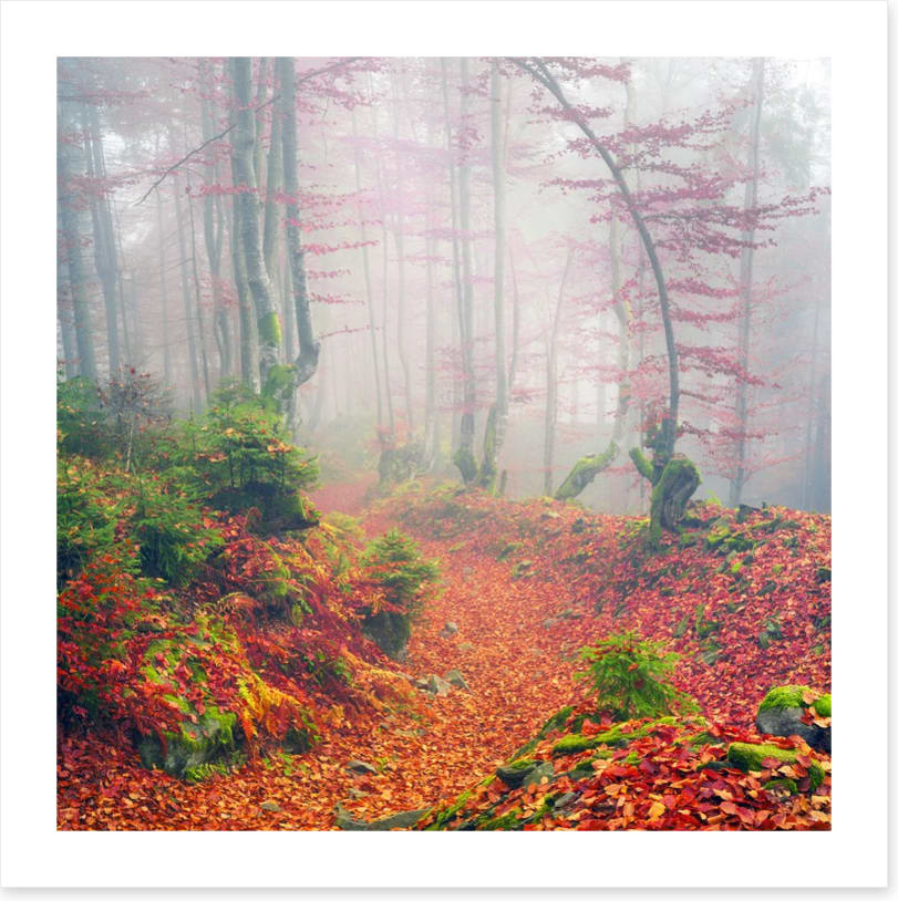 Deciduous dawn