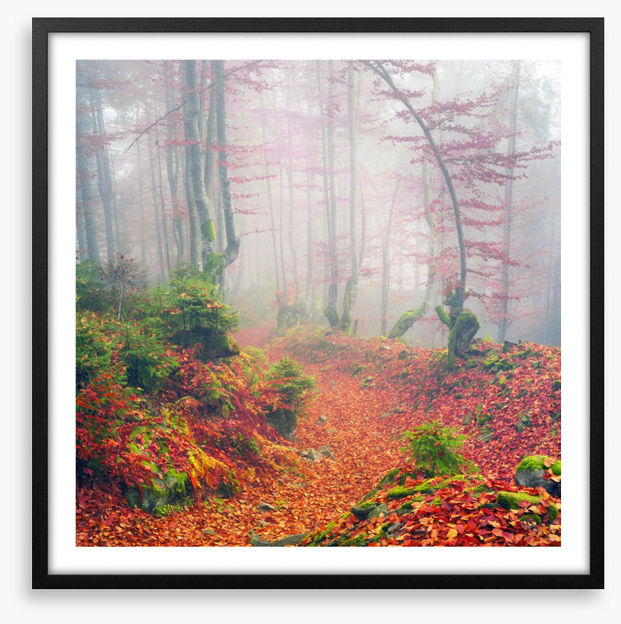 Deciduous dawn