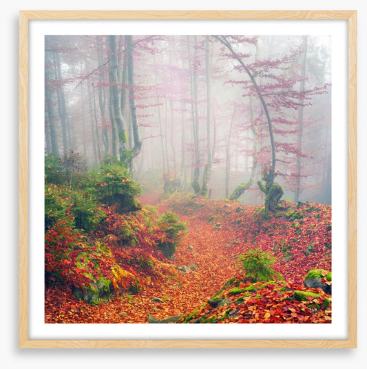 Deciduous dawn