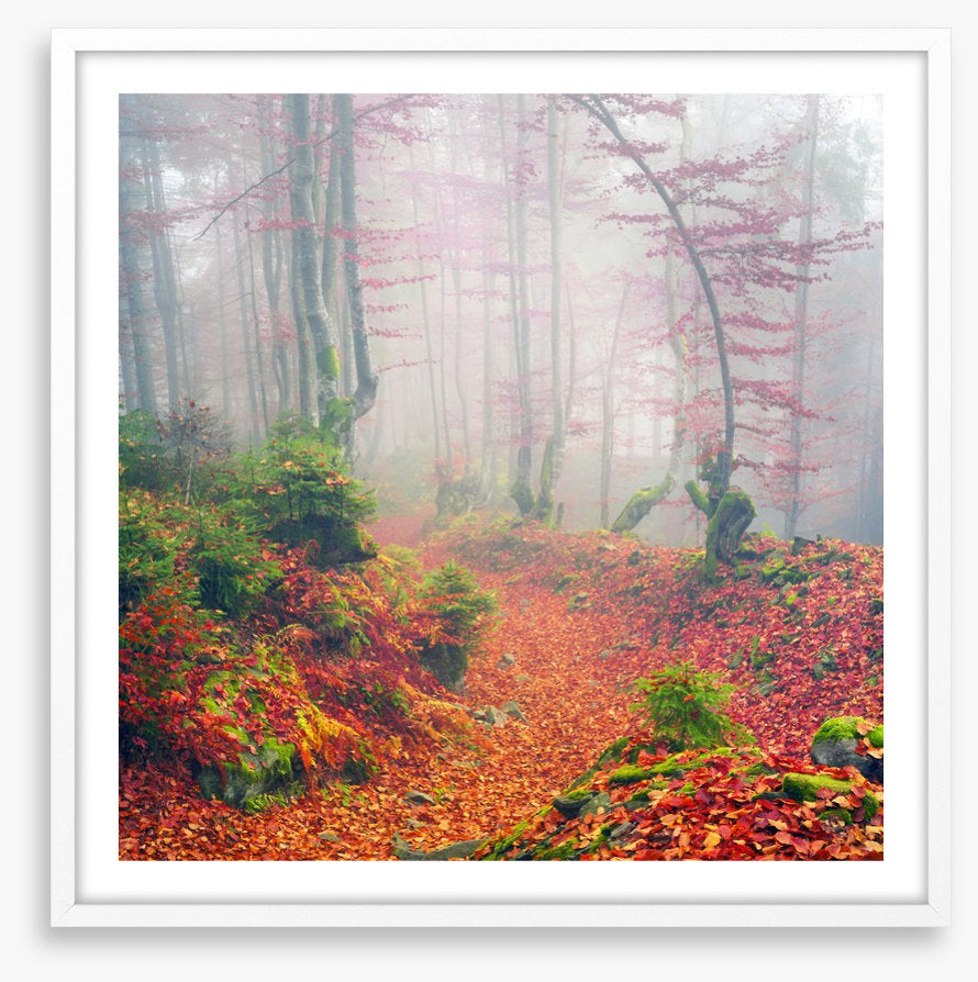 Deciduous dawn