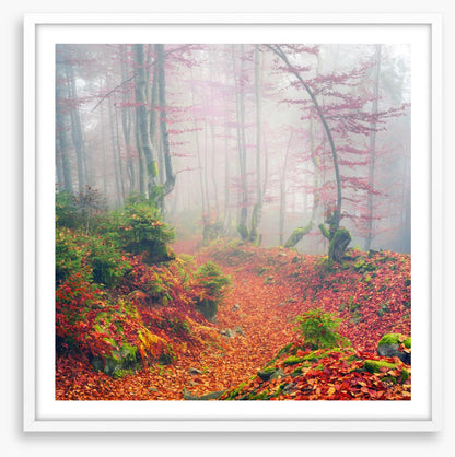 Deciduous dawn