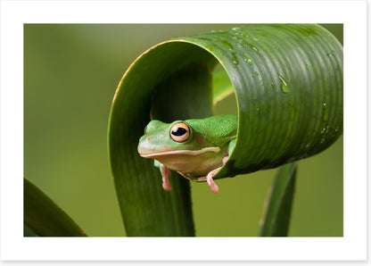 Frog sushi roll