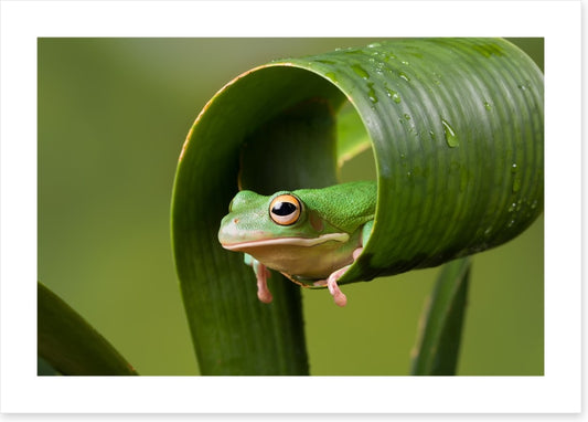 Frog sushi roll