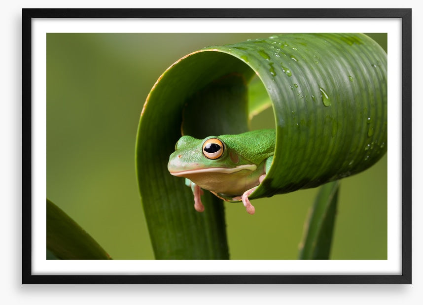 Frog sushi roll