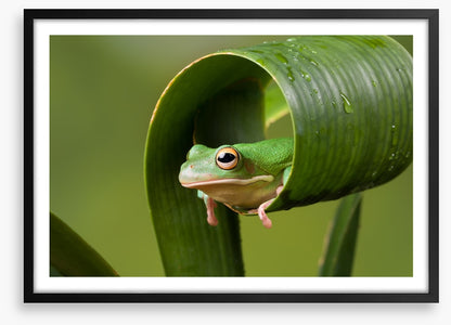 Frog sushi roll