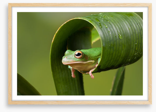 Frog sushi roll