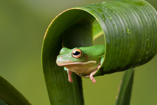 Frog sushi roll