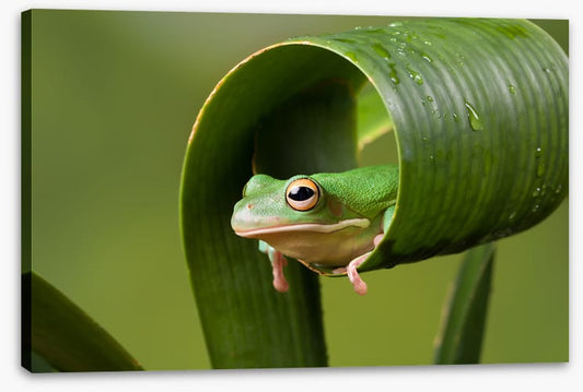 Frog sushi roll