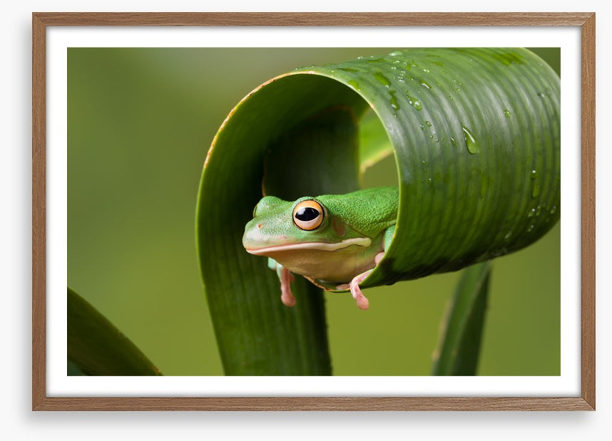 Frog sushi roll