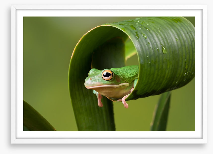 Frog sushi roll