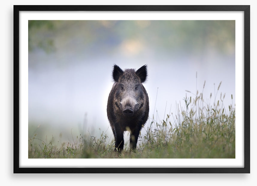 Don't be a boar